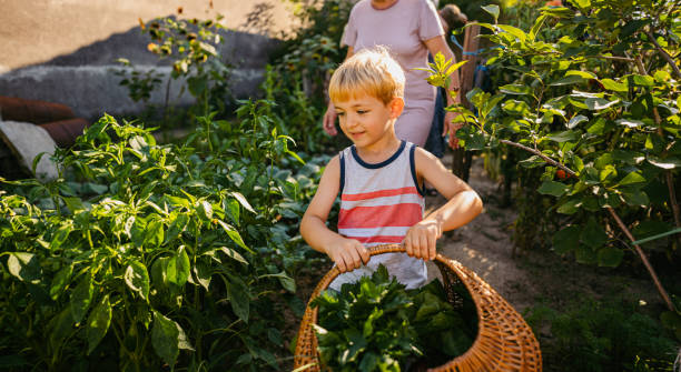 istock Picking vegetables from my grandma's garden 1295681358