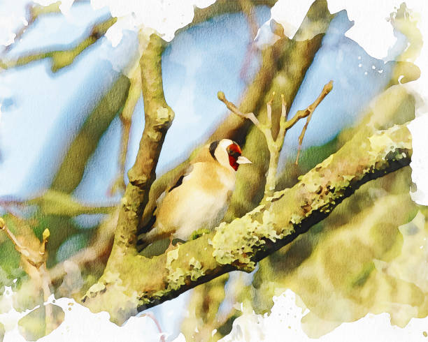 colore dell'acqua di un bellissimo cardellino sotto il sole invernale - american goldfinch gold finch bird branch foto e immagini stock