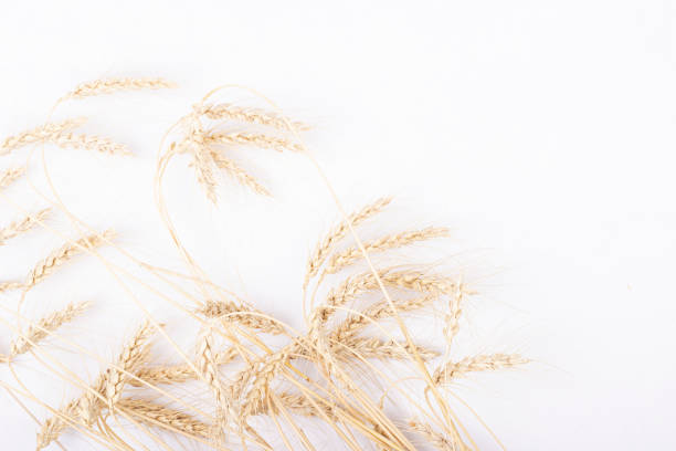 istock a bunch of Golden wheat ears on a white background 1295681422