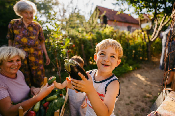 Picking vegetables from grandma's garden Photo of a little boy picking homegrown, organic vegetables with his grandmothers and a little brother in an organic garden. grow eggplant stock pictures, royalty-free photos & images