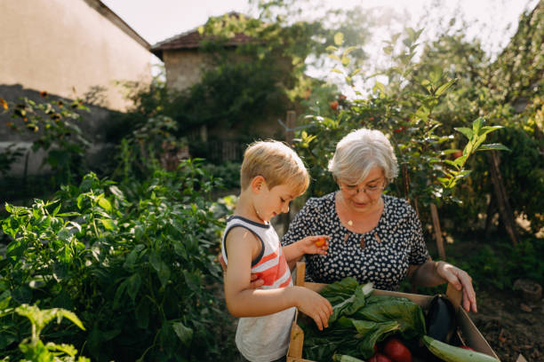 私のおばあちゃんと野菜を摘む - grandparent gardening child grandchild ストックフォトと画像