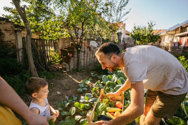istock Picking our homegrown organic vegetables 1295681464