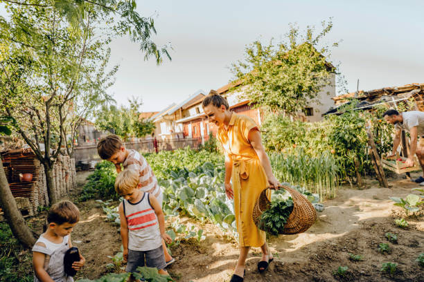 istock Picking vegetables from our organic garden 1295681509