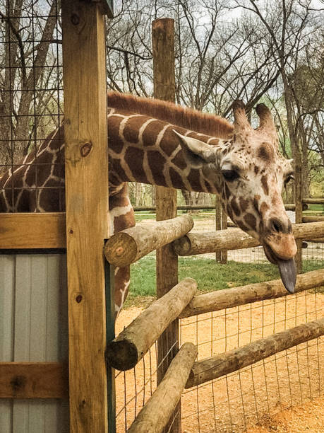 istock Giraffes sticking out his tongue 1295681764