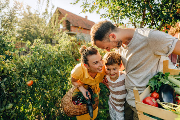 istock Picking vegetables from our organic garden 1295681779