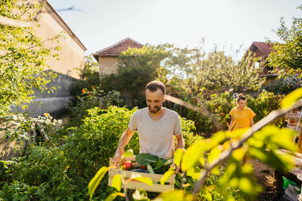 istock Picking our homegrown organic vegetables 1295681805