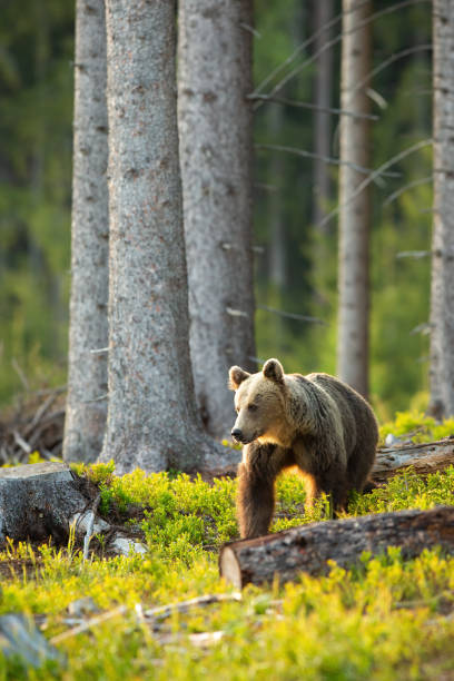 istock Brown bear looking aside backlit by morning sun in spruce forest in springtime 1295681837