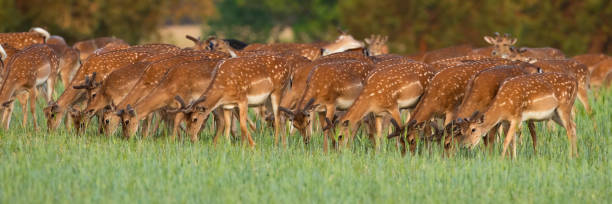 istock Group of fallow deer grazing on glade in spring nature 1295682359