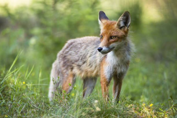 istock Red fox watching on grassland in summertime nature 1295682416