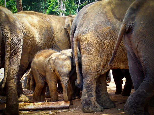 Elephant eating bananas seen off the side of the road in Northern Thailand.