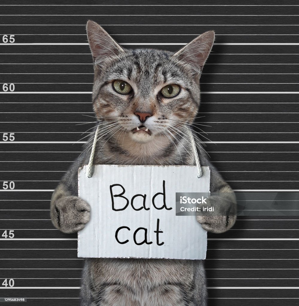 Cat Gray Is Bad Cat Stock Photo - Download Image Now - Animal, Arrest,  Backgrounds - iStock