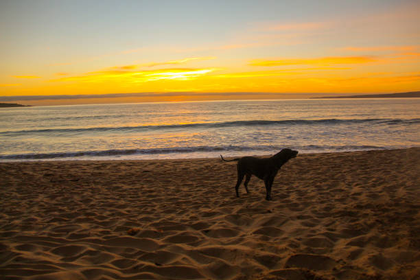 istock Older dog on the beach for sunrise 1295683503