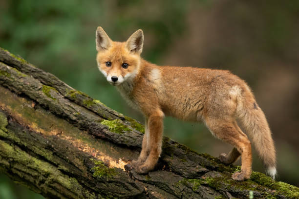 istock Baby red fox standing on wood in summertime nature 1295683682