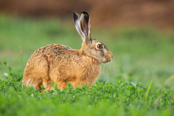 istock Brown hare sitting in green clover in springtime nature. 1295683718