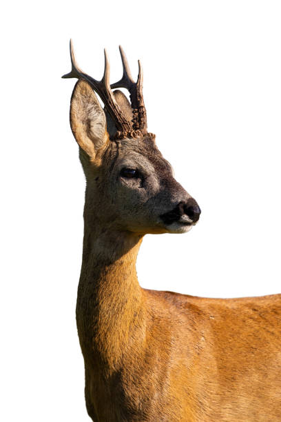 istock Roe deer looking in close up isolated on white background 1295683827