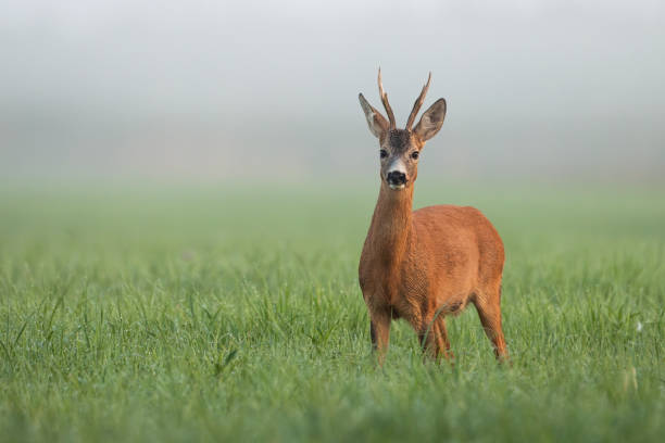 istock Roe deer buck standing on grassland in spring morning mist 1295683870