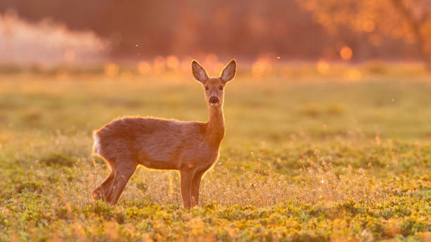 istock Roe deer doe standing on a green field in spring nature backlit by evening sun. 1295683893