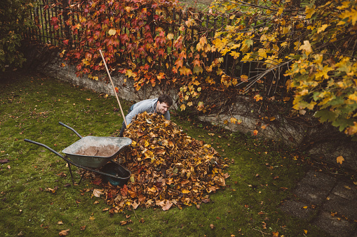 Young male adult cleaning lawn from leaves with various tools: leaf blower, rake and wheelbarrow. Nature in autumn, chores around the house.