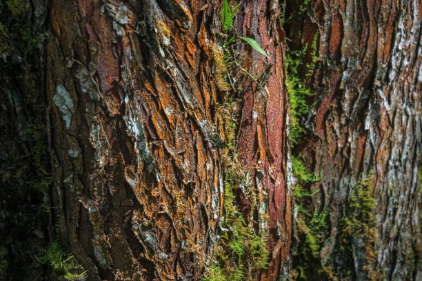 plan rapproché détaillé de cortex d’arbre - bark textured close up tree photos et images de collection