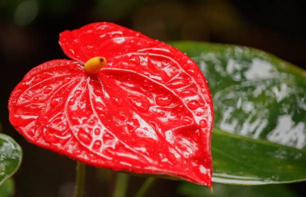 un enorme laceleaf rosso (anthurium) - new life plant image saturated color foto e immagini stock