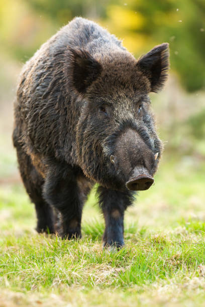 istock wild boar marching on green glade in spring nature 1295684140