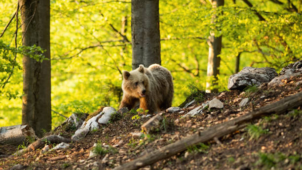 istock Brown bear walking in forest in sprintime nature. 1295684167