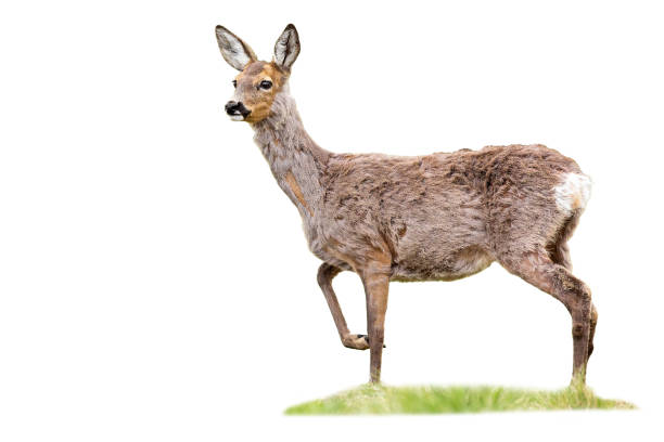 istock Gravid roe deer doe standing on grass cut out on blank 1295684708
