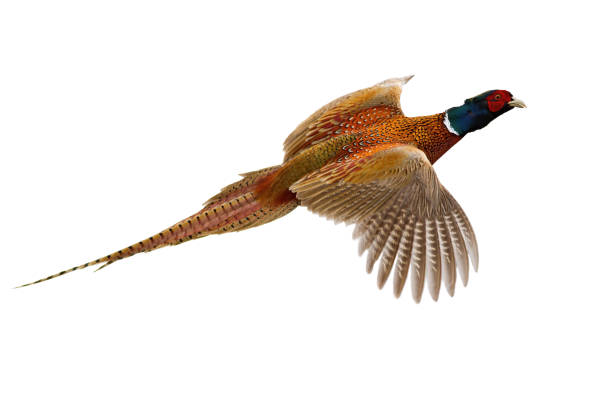 Common pheasant flying in the air isolated on white background stock photo