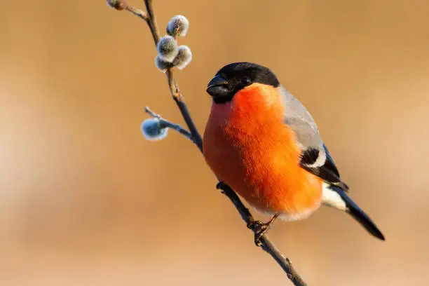 Male eurasian bullfinch, pyrrhula pyrrhula, sitting on a flowering twig with catkins from a goat willow tree, salix caprea. Concept of Easter in spring nature.