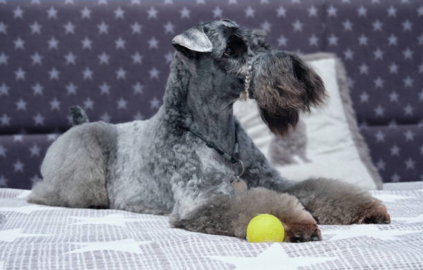 kerry blue terrier yace en el primer plano de la cama. muestre al perro después de los procedimientos de aseo. - condado de kerry fotografías e imágenes de stock