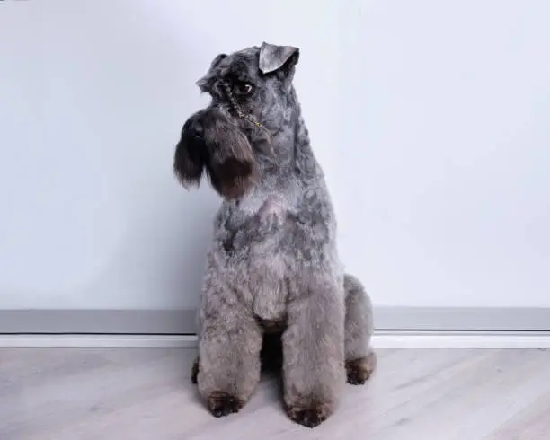 Kerry blue terrier show dog after grooming demonstrates his haircut. long borad braided in pigtails