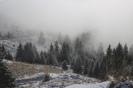 Beautiful Winter in the mountain forest with fog