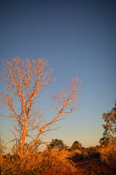 istock Australian  dessert landscape 1295686304