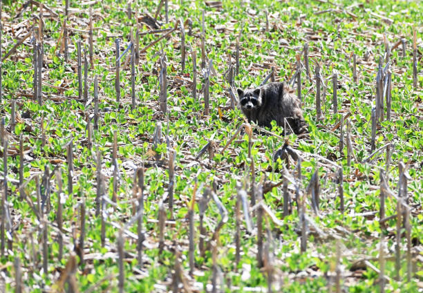 istock Raccoon in the Field 1295687306