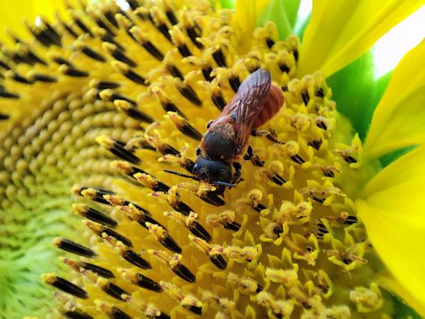 Bee on a sunflower Bee searching for nectar on a sunflower sunflower star stock pictures, royalty-free photos & images