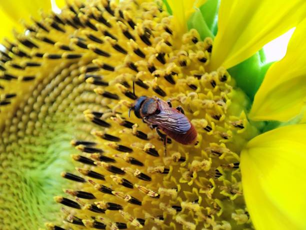 Bee on a sunflower Bee searching for nectar on a sunflower sunflower star stock pictures, royalty-free photos & images