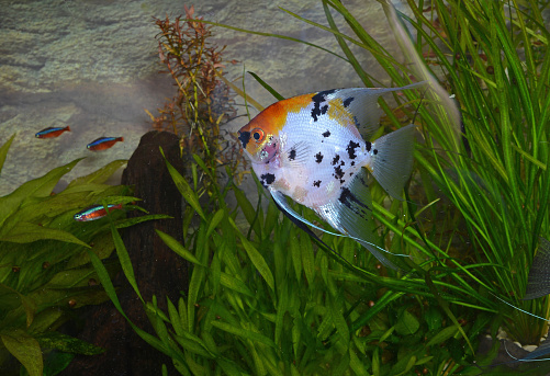 Aquarian small fishes swim in an aquarium.