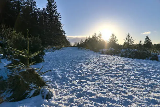 Photo of Winter sun touching top of trees in spruce forest at Dublin Panoramic View Point, Killakee, Co. Dublin, Ireland