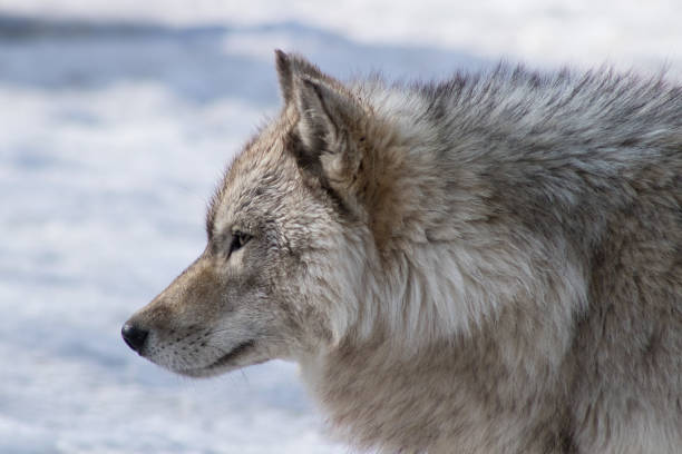 캐나다 늑대 - canadian timber wolf 뉴스 사진 이미지
