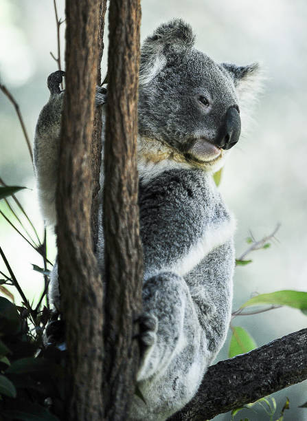 koala - koala bear animals in the wild perching - fotografias e filmes do acervo