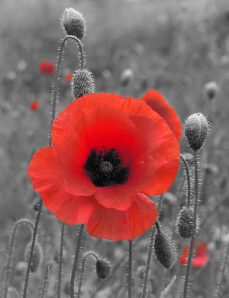 istock retro style red toned common poppy with buds with a blurred summer meadow background 1295689637