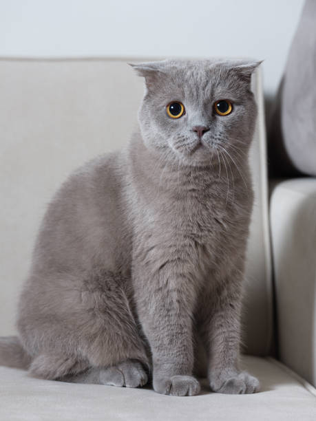 ritratto di gatto piegato scozzese - pantone 2021 foto e immagini stock