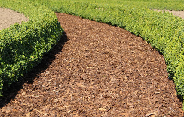 istock Garden design with boxwood hedges 1295692630