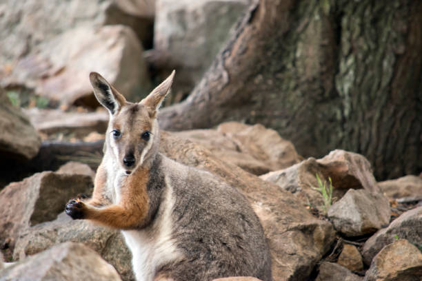 istock this is a close up of a yellow footed rock wallaby 1295692734