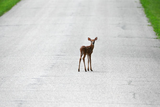 Fawn on the Road Young white-tailed deer alone on the highway. middle of the road stock pictures, royalty-free photos & images