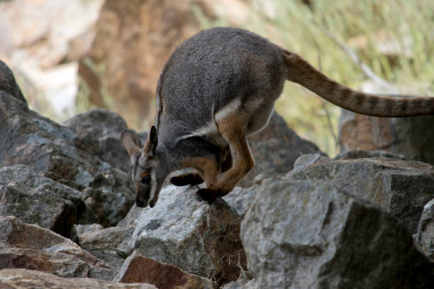 istock the yellow footed rock wallaby is climbing down a rockery 1295692830