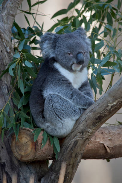 istock the koala is a grey and white marsupial with fluffy ears 1295692933