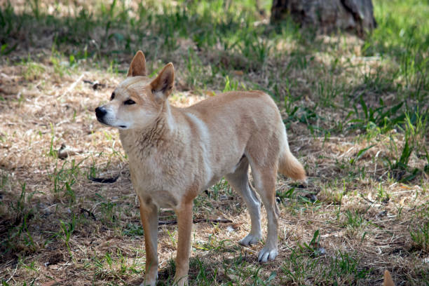 istock the golden dingo is looking out for danger 1295692960