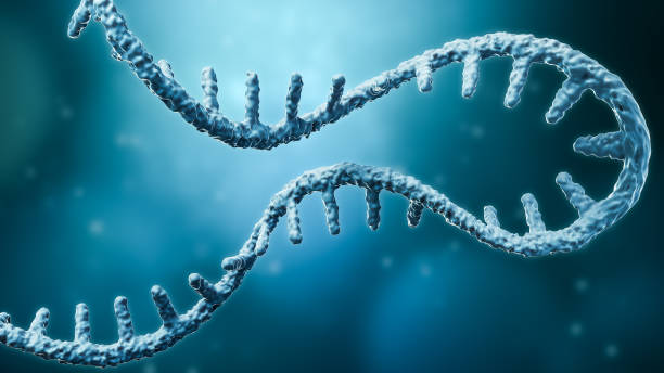 ilustración de renderizado 3d de cadena de arn o arnm de messenger con espacio de copia. conceptos de genética, ciencia, investigación médica, replicación del genoma. - nucleotides fotografías e imágenes de stock