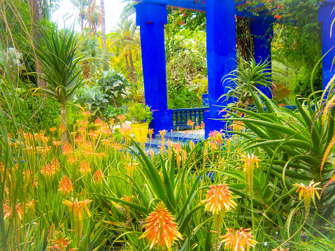 Aloe Vera plant in a colorful garden